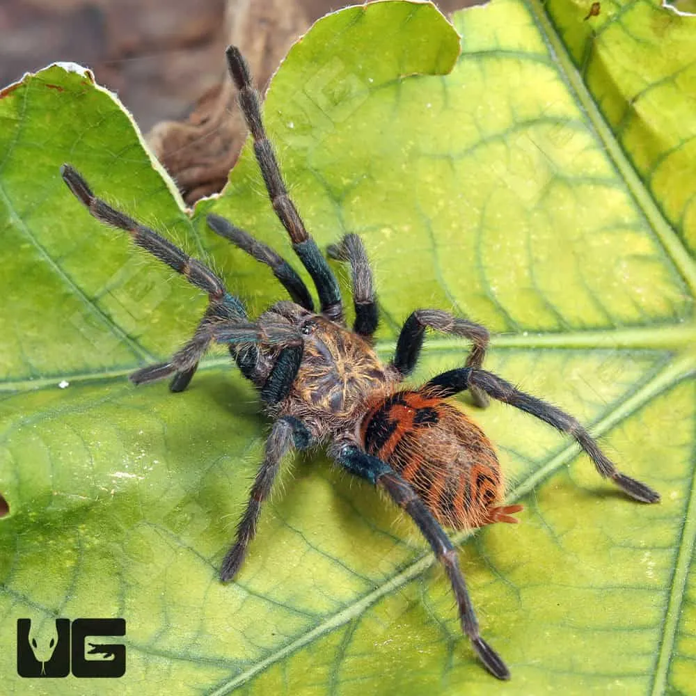 16710 gbb tarantula molting