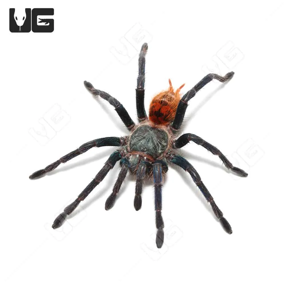 16710 gbb tarantula size