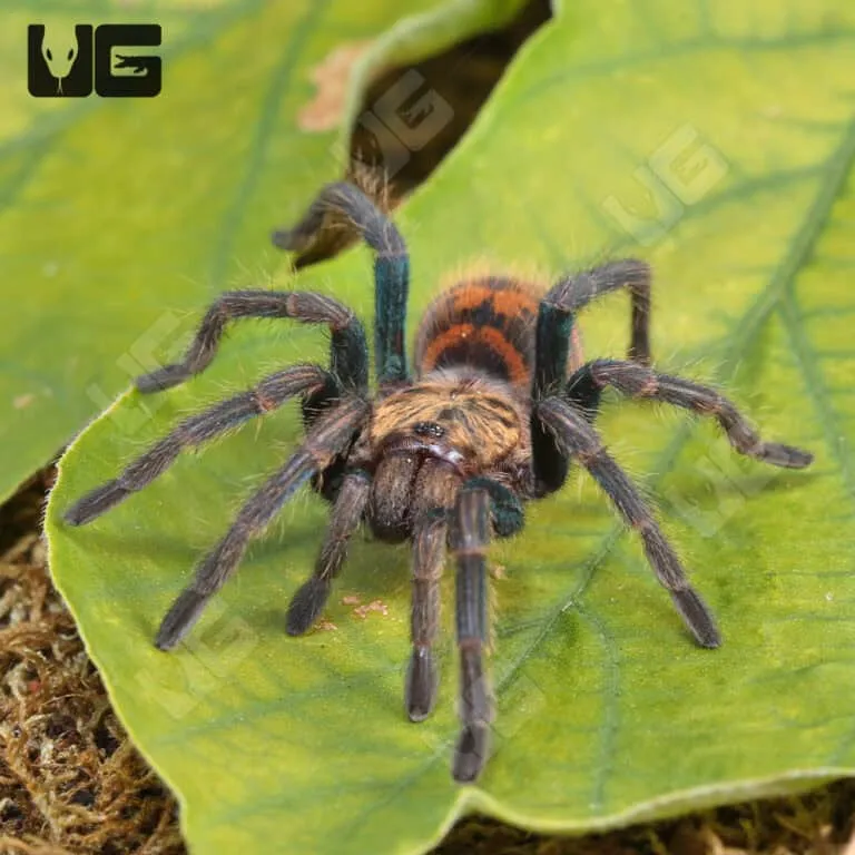 /img/16710-gbb-tarantula-us-map.webp