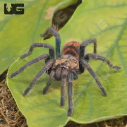 /img/16710-gbb-tarantula-us-map.webp