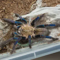 /img/16711-cobalt-blue-tarantula-habitat.webp