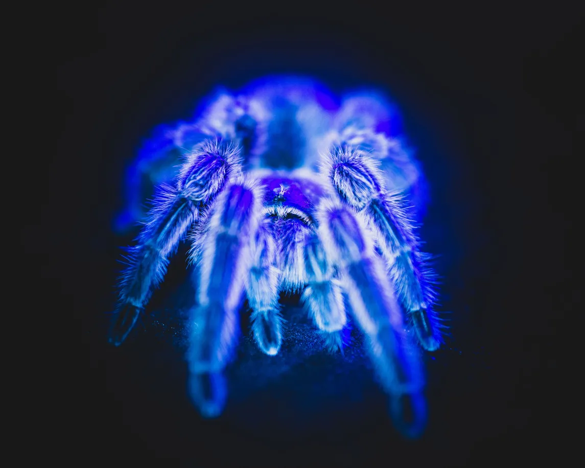 16711 first aid tarantula bite