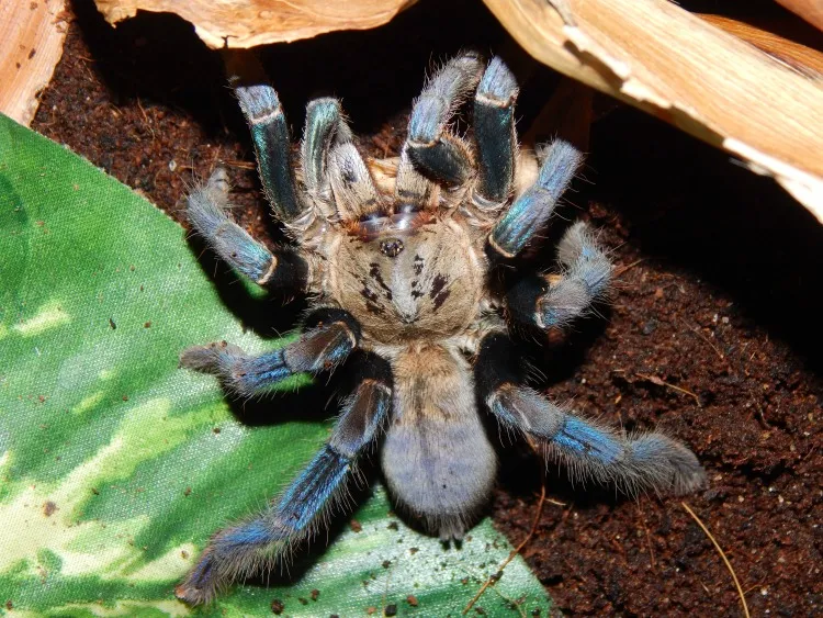 16711 medical treatment tarantula bite