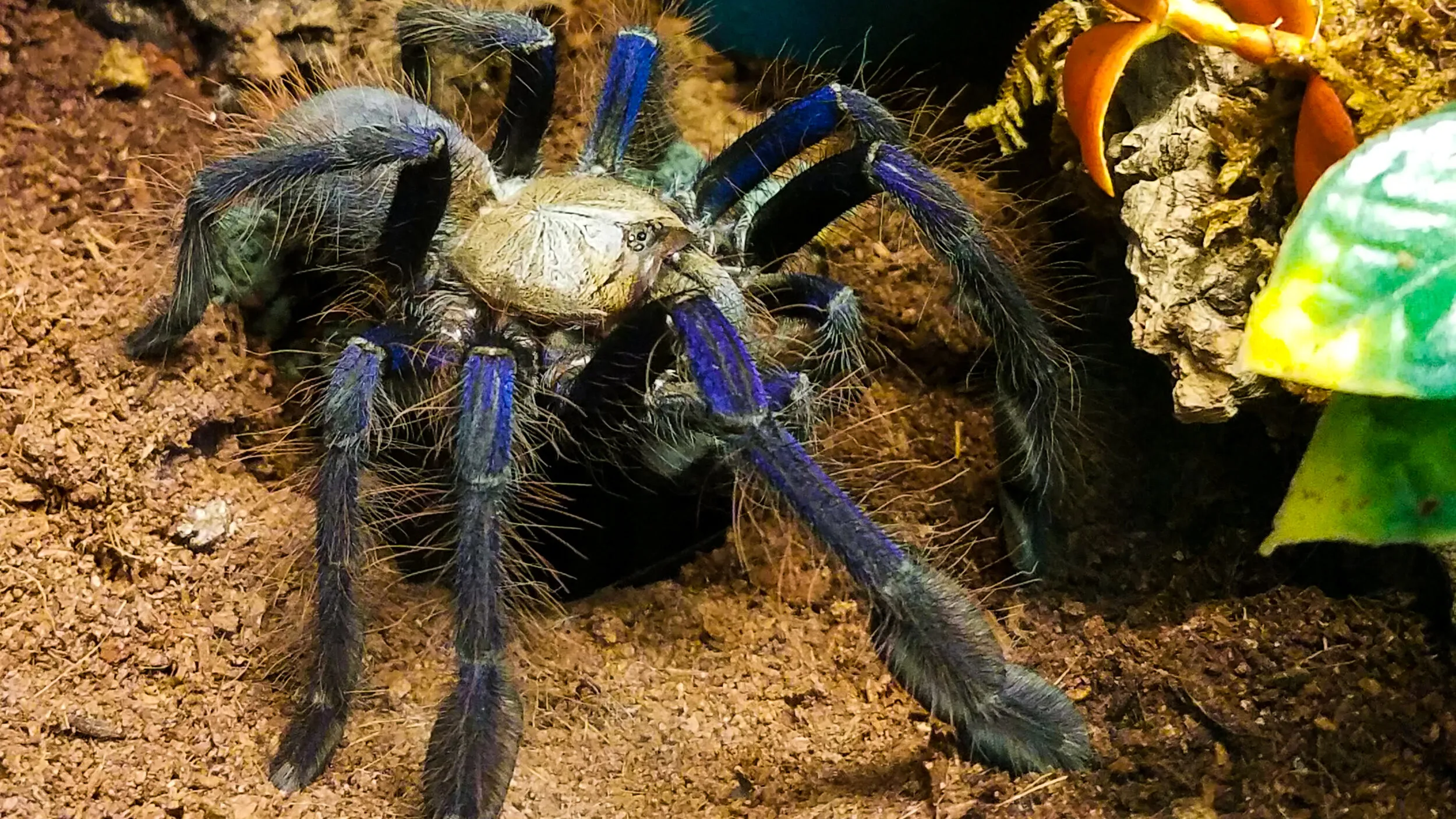 16711 tarantula bite prevention