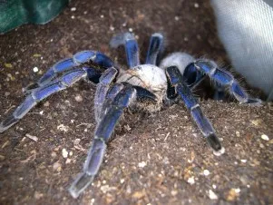 16711 tarantula bite recovery