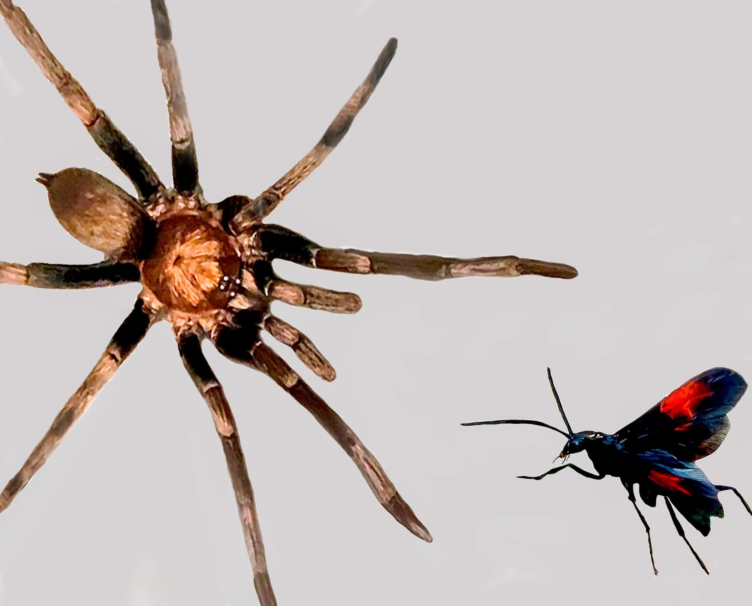 /img/16712-tarantula-conservation.webp