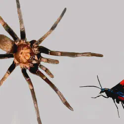/img/16712-tarantula-conservation.webp