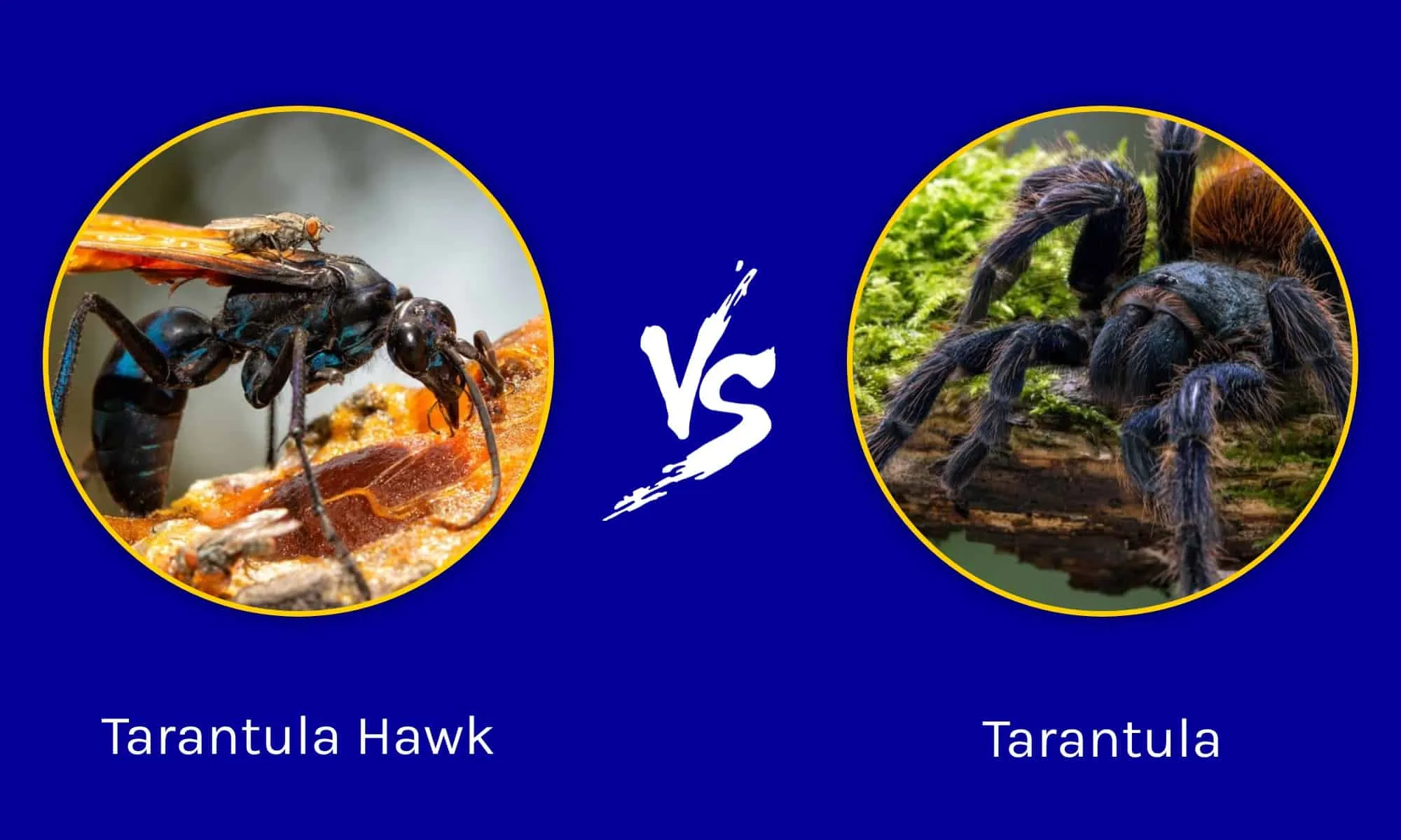 16712 tarantula defense