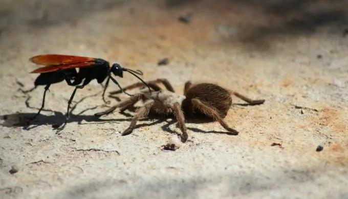 16712 weta bite