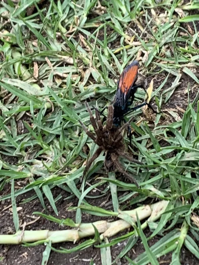 16712 weta life cycle