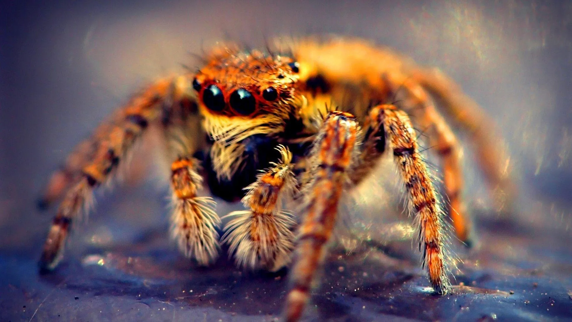 16713 tarantula image 3