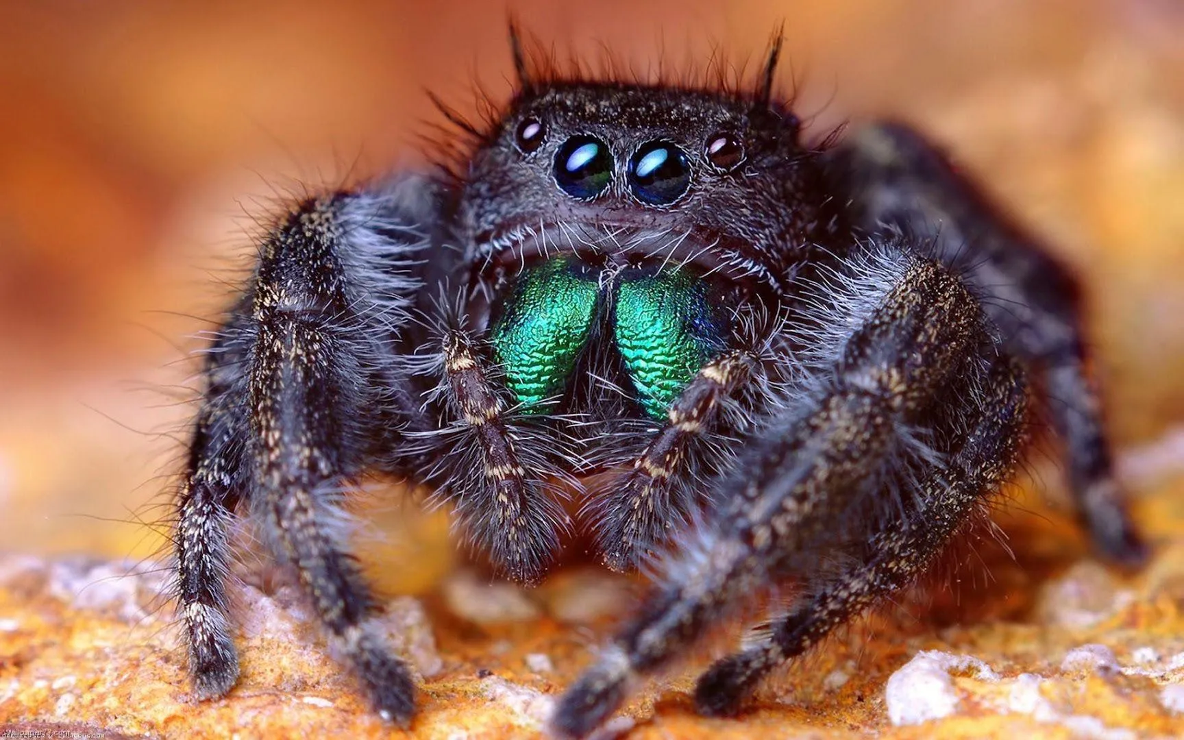 16713 tarantula image 4