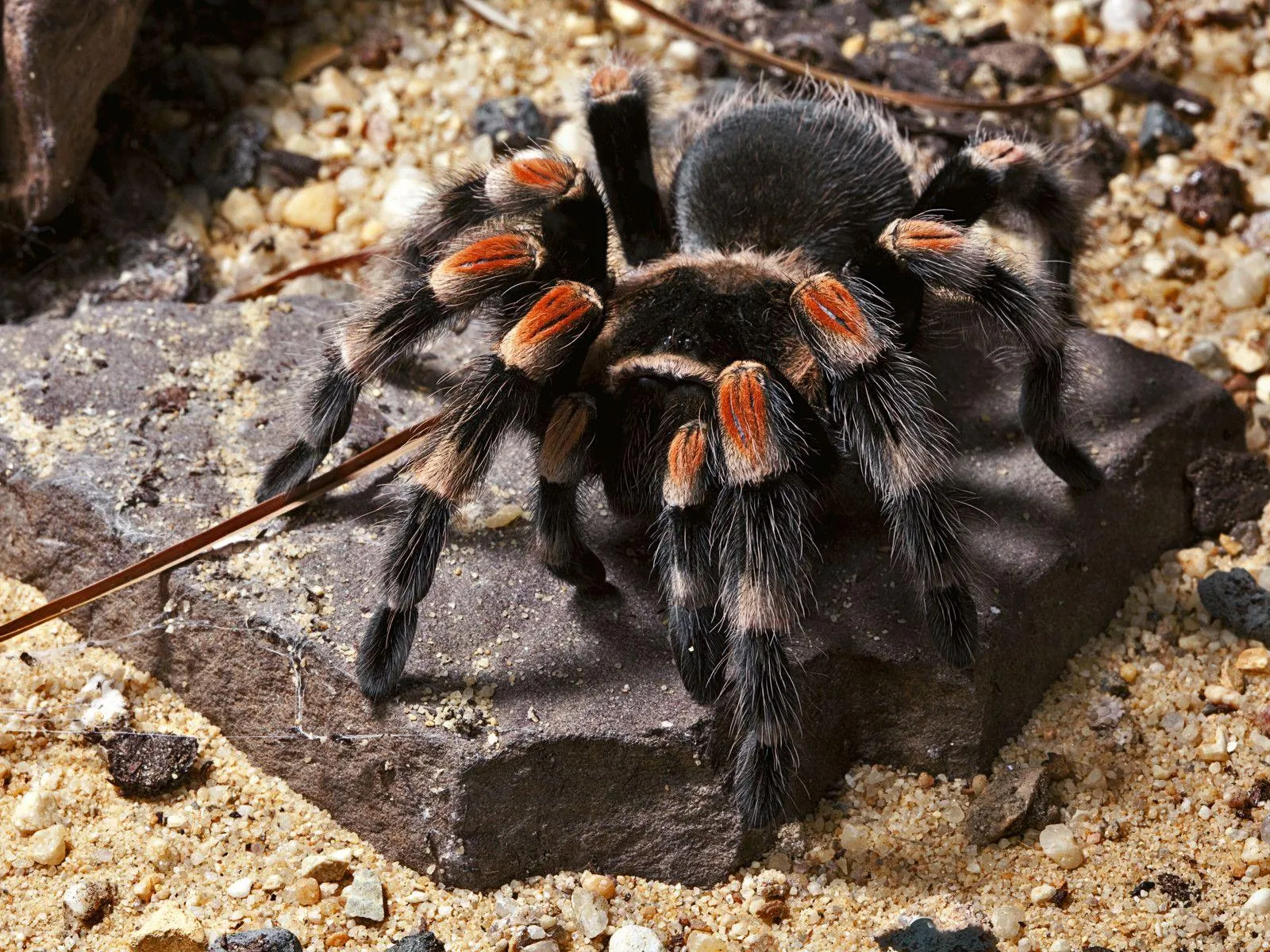 16713 tarantula image 5