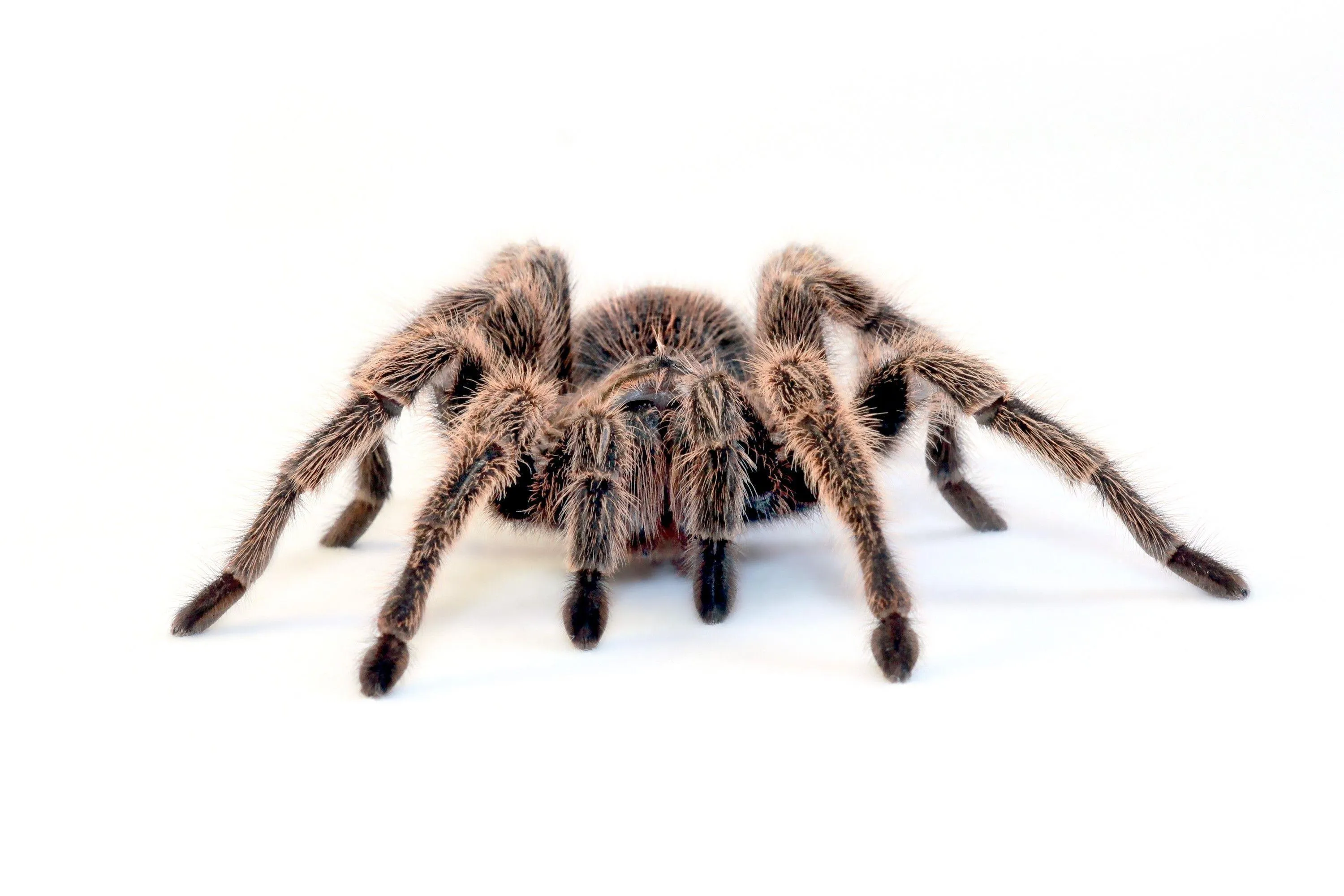 16713 tarantula image 6