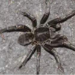 /img/16714-amazon-zebra-tarantula-breeding.webp