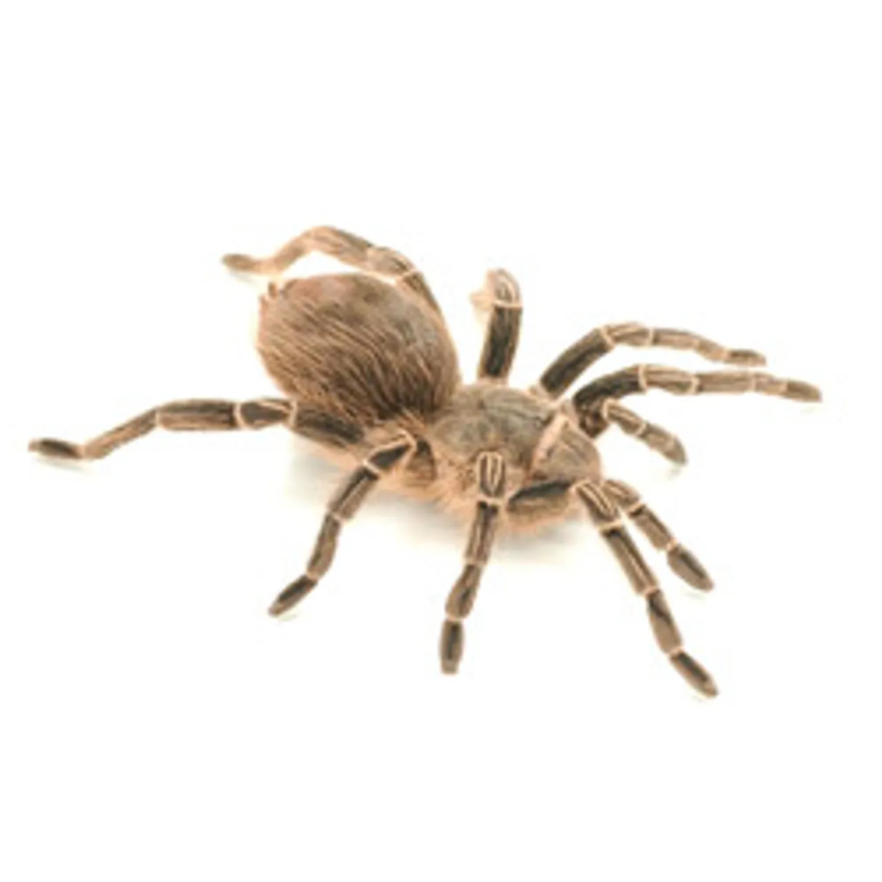 16714 amazon zebra tarantula defensive
