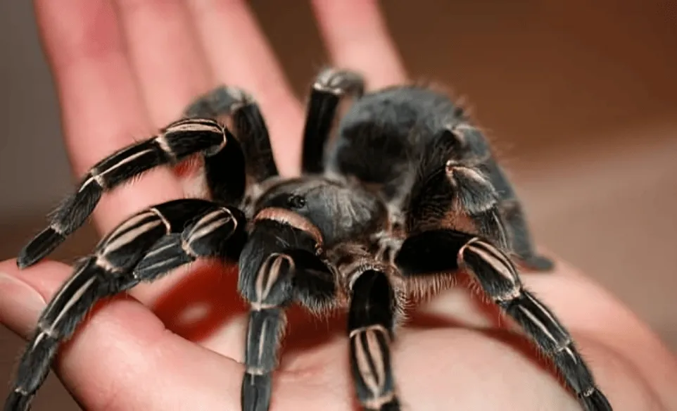 16714 amazon zebra tarantula lifespan