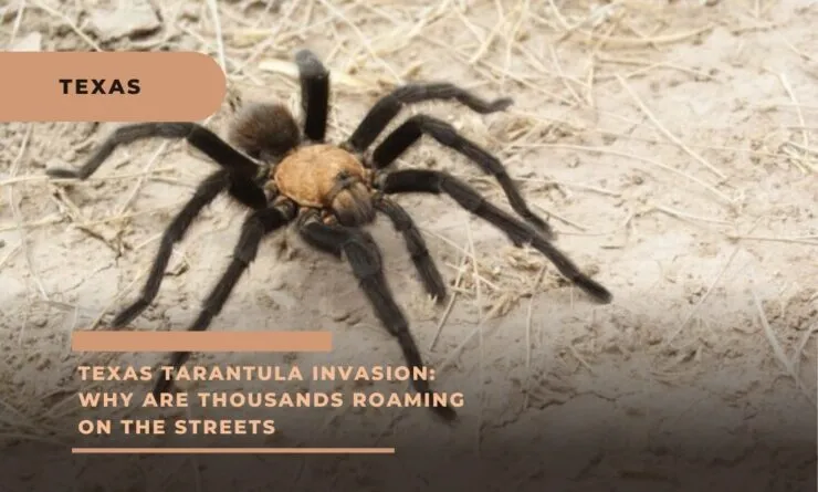 /img/16719-tarantula-conservation.webp