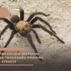 /img/16719-tarantula-conservation.webp