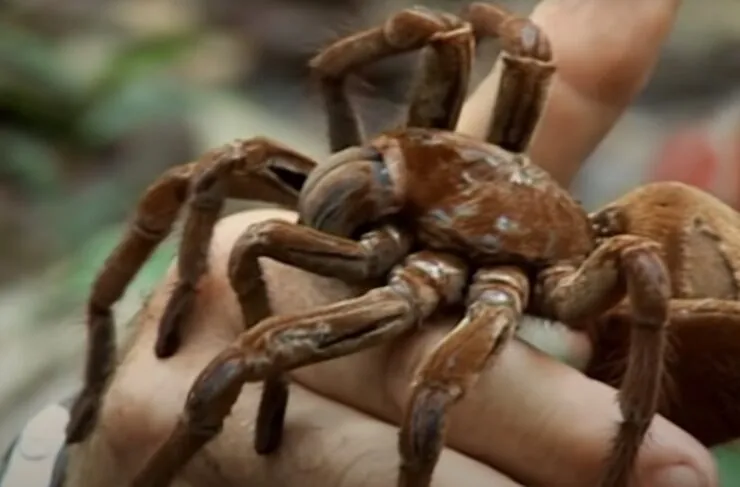 16719 tarantula migration observation