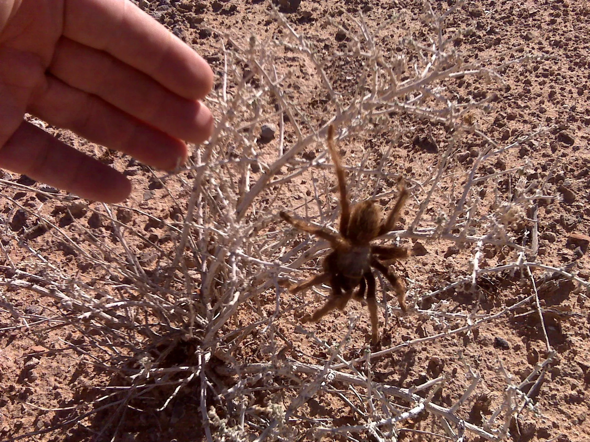 16719 tarantula safety tips