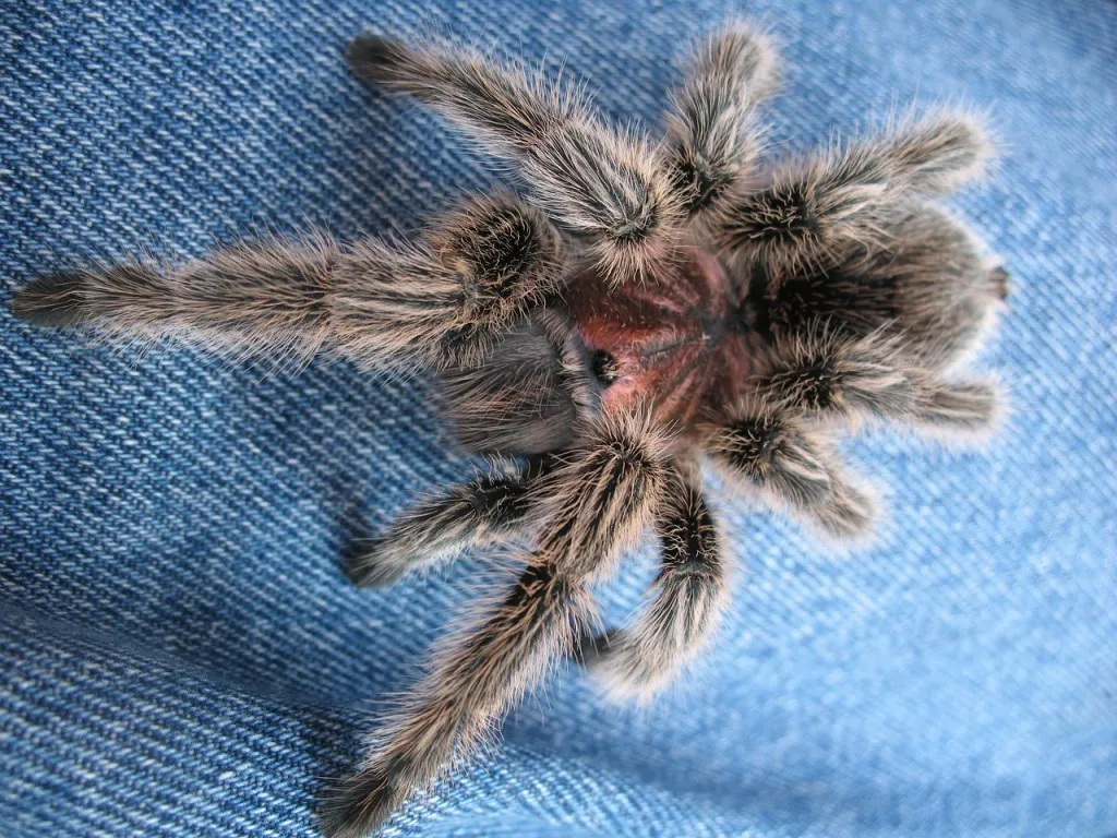 16720 chilean rose tarantula bite