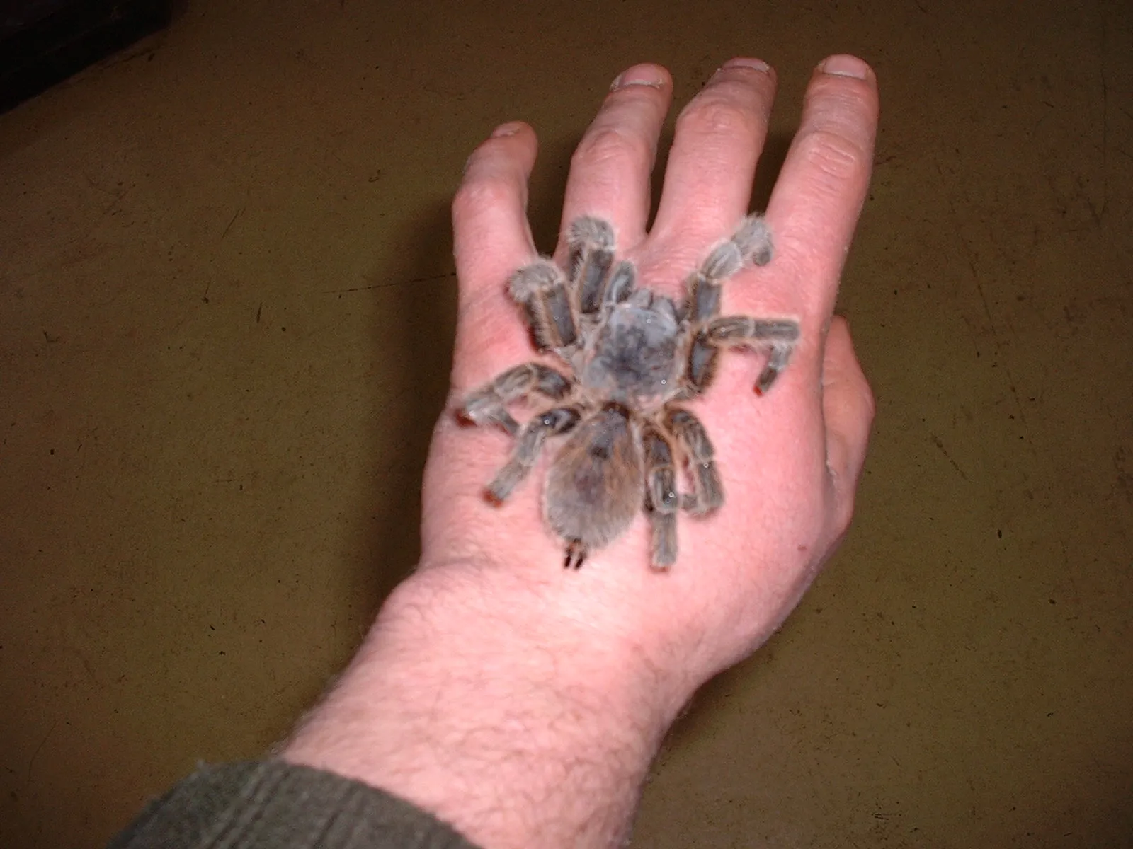 16720 research tarantula venom