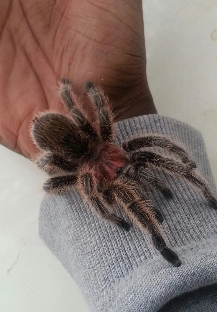 /img/16720-tarantula-conservation.webp