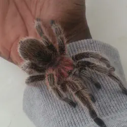 /img/16720-tarantula-conservation.webp