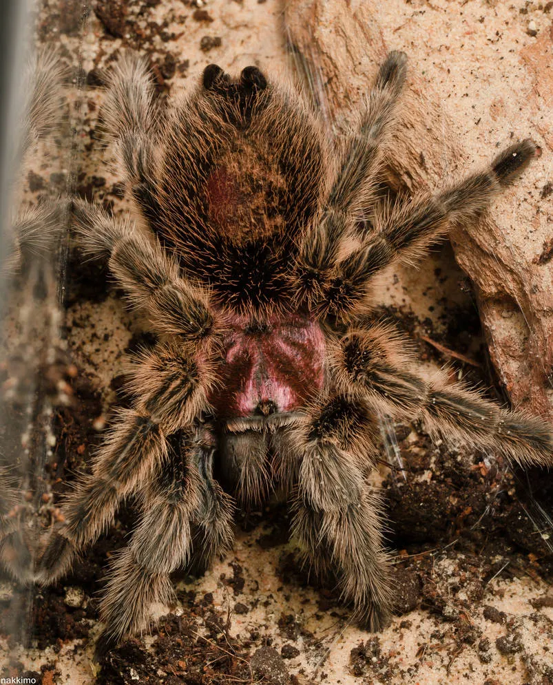 16720 venom effects humans