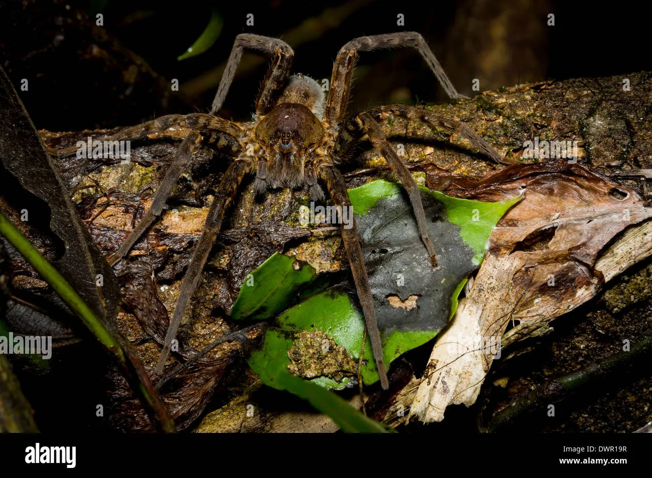 /img/16722-night-tarantula-island-enjoy.webp