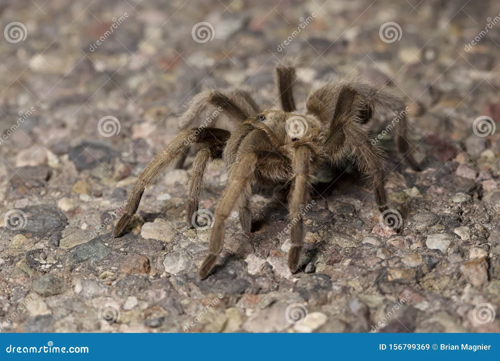 16722 tarantula market price