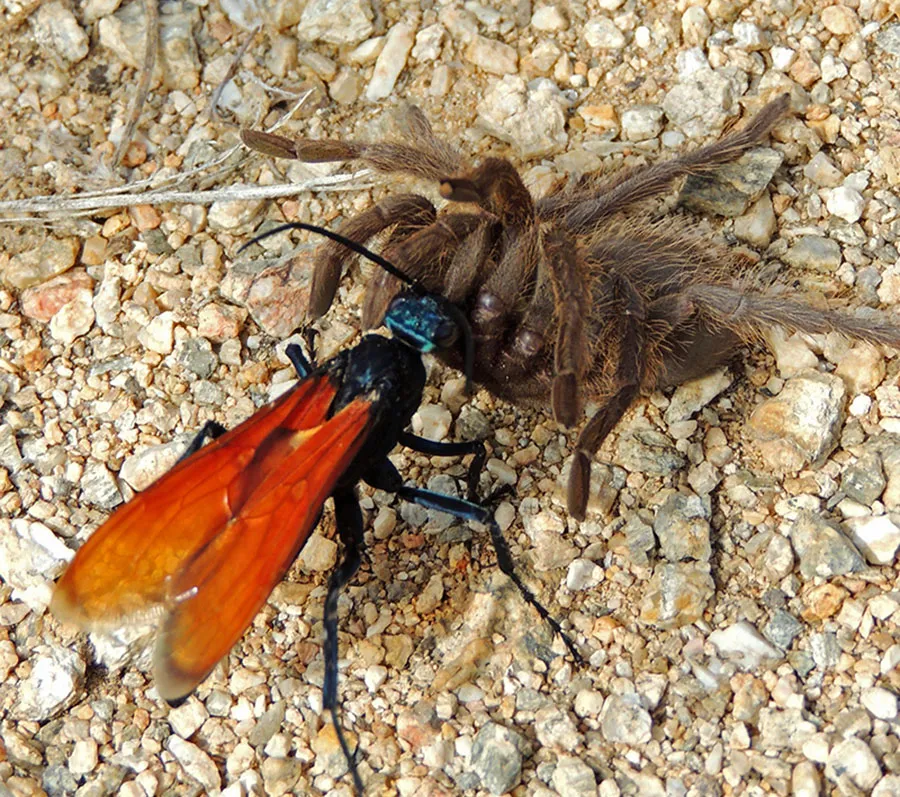/img/16723-black-wasp-close-up.webp