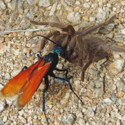 /img/16723-black-wasp-close-up.webp