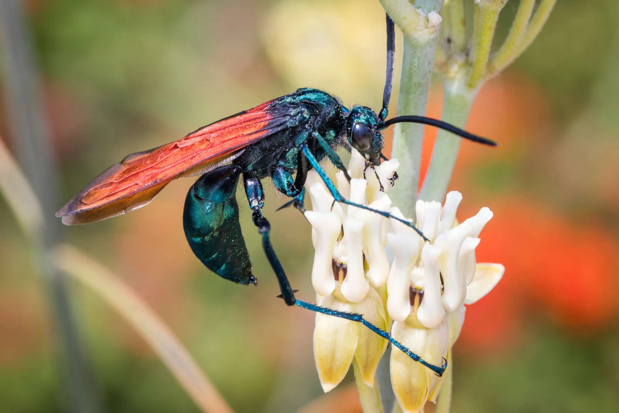 16723 black wasp hunting
