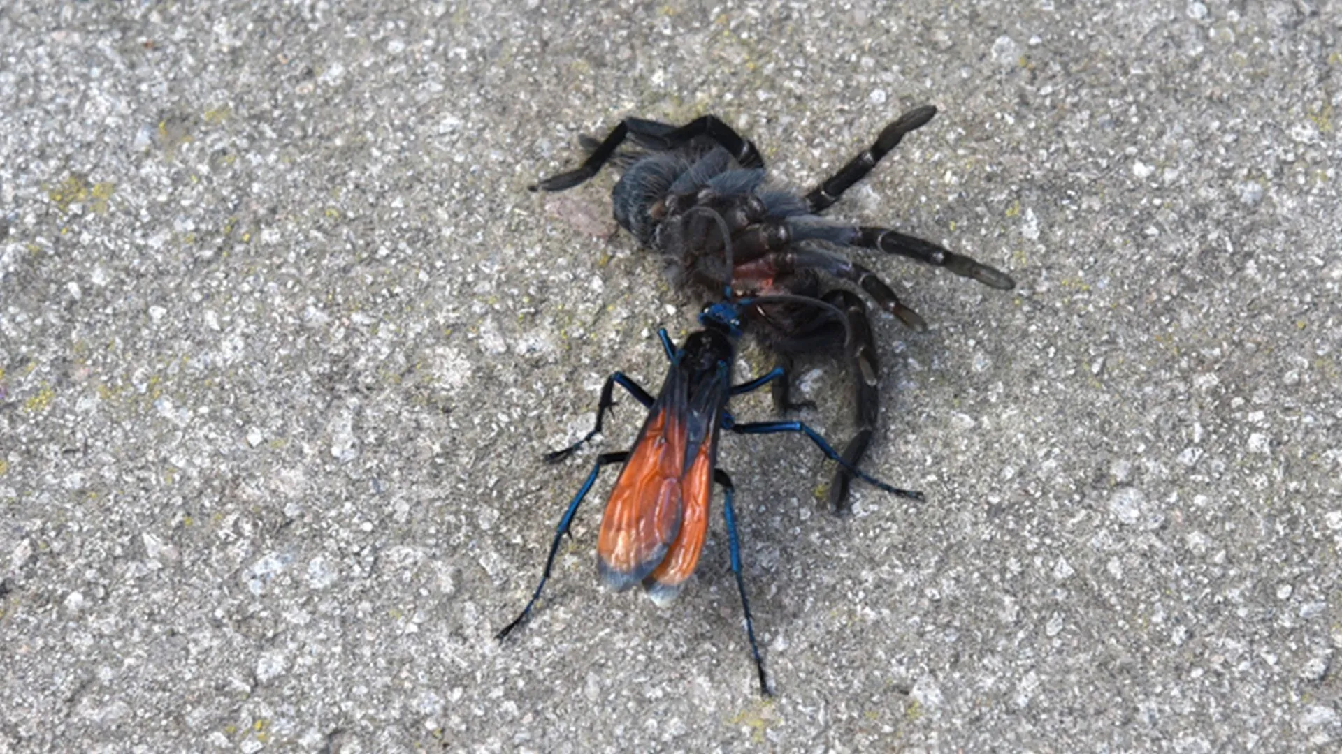 16723 black wasp nest