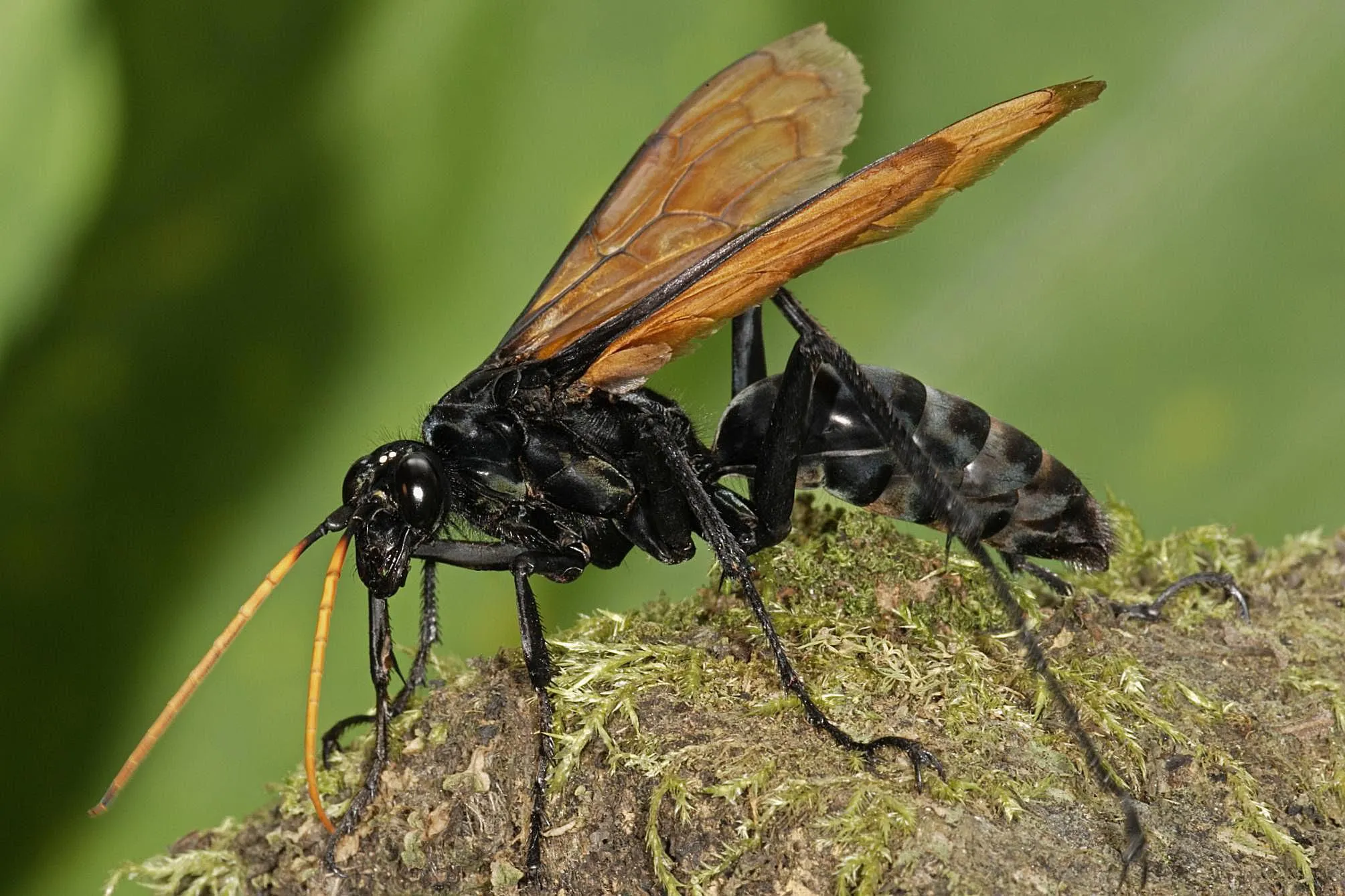 16723 black wasp paralyzing