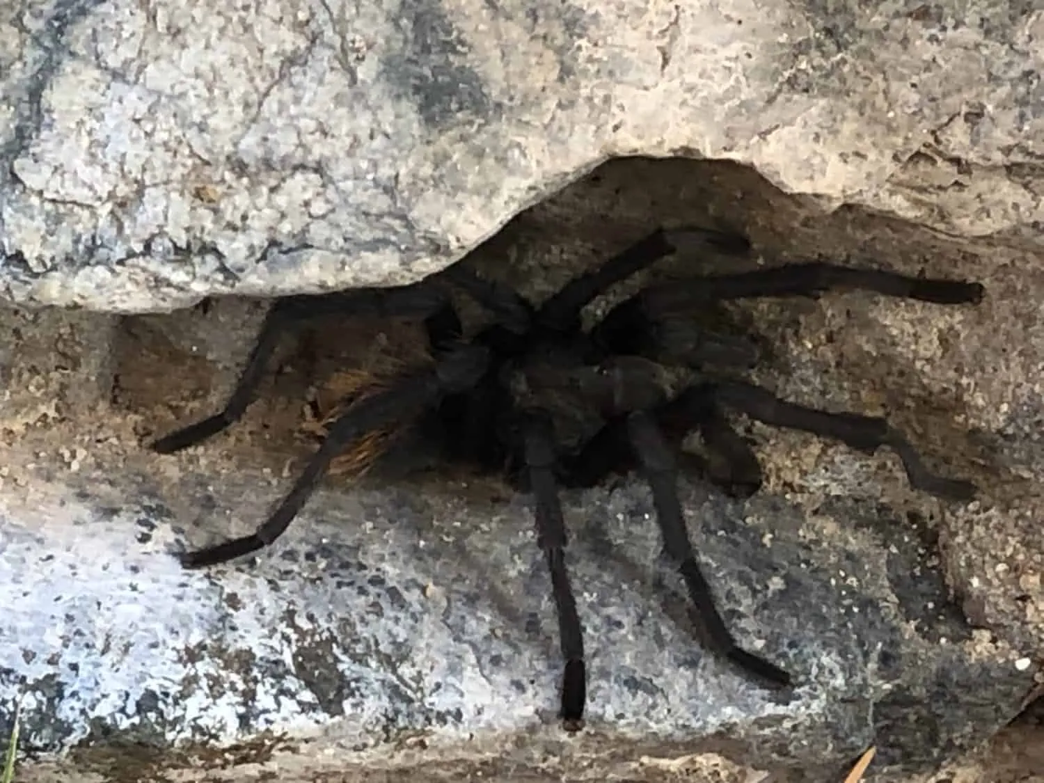16723 black wasp tarantula fight