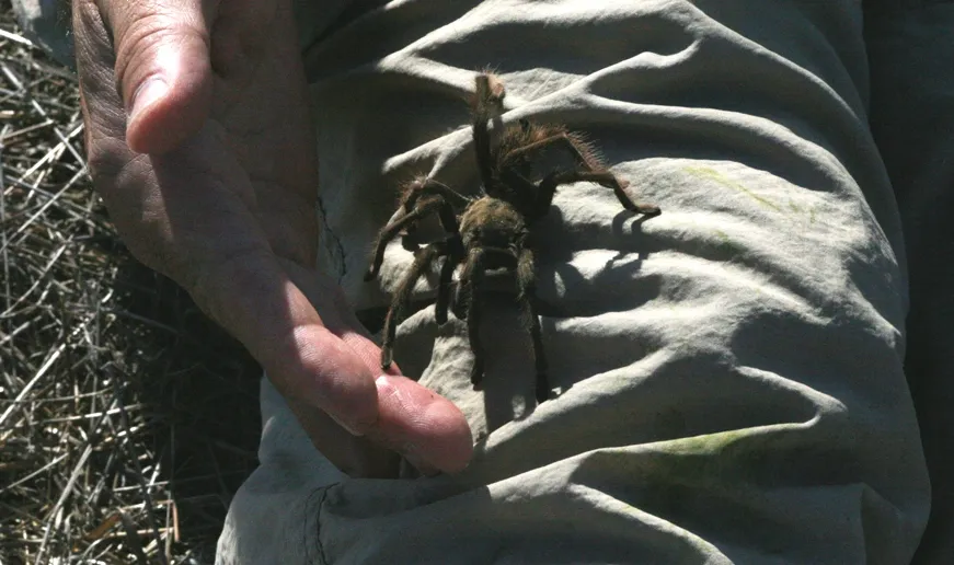 16724 tarantula anatomy
