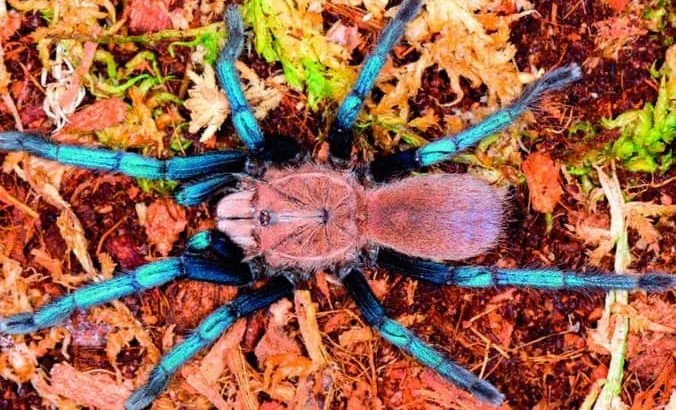 16724 tarantula fangs