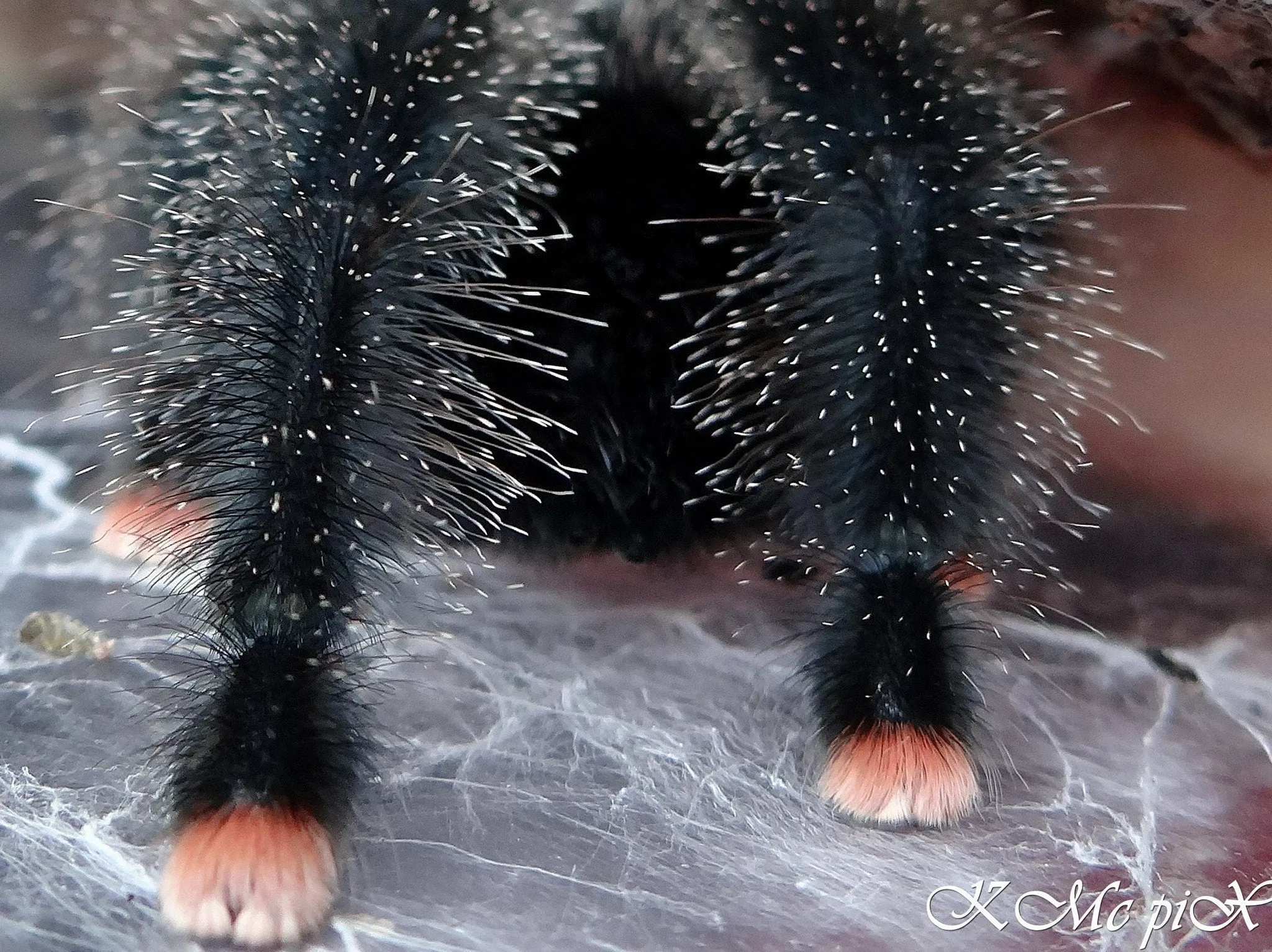 /img/16724-tarantula-handling.webp