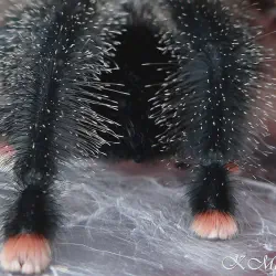 /img/16724-tarantula-handling.webp