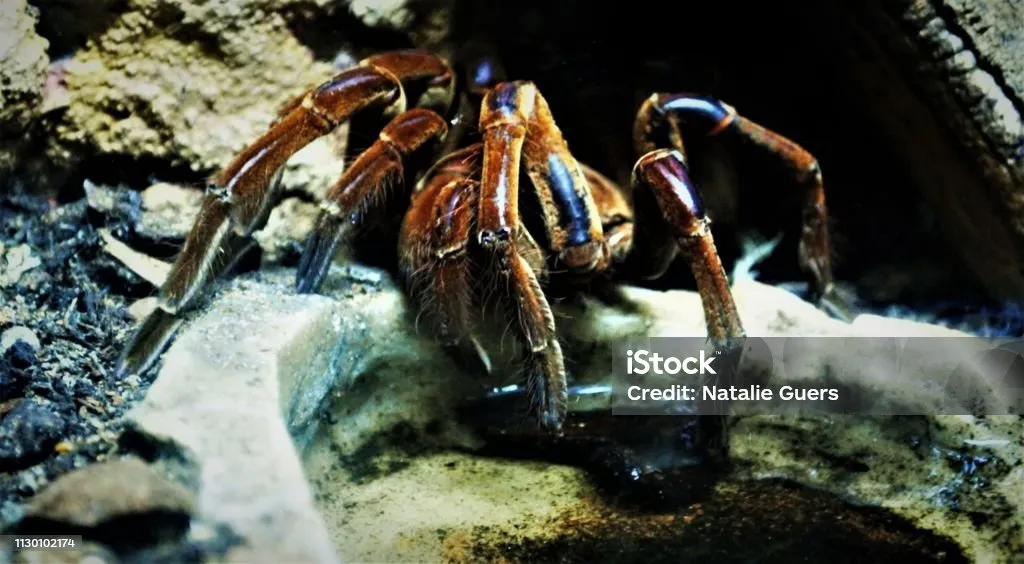 16724 tarantula molting