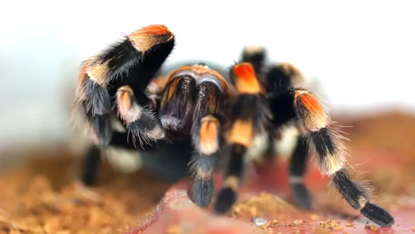 16724 tarantula spinnerets