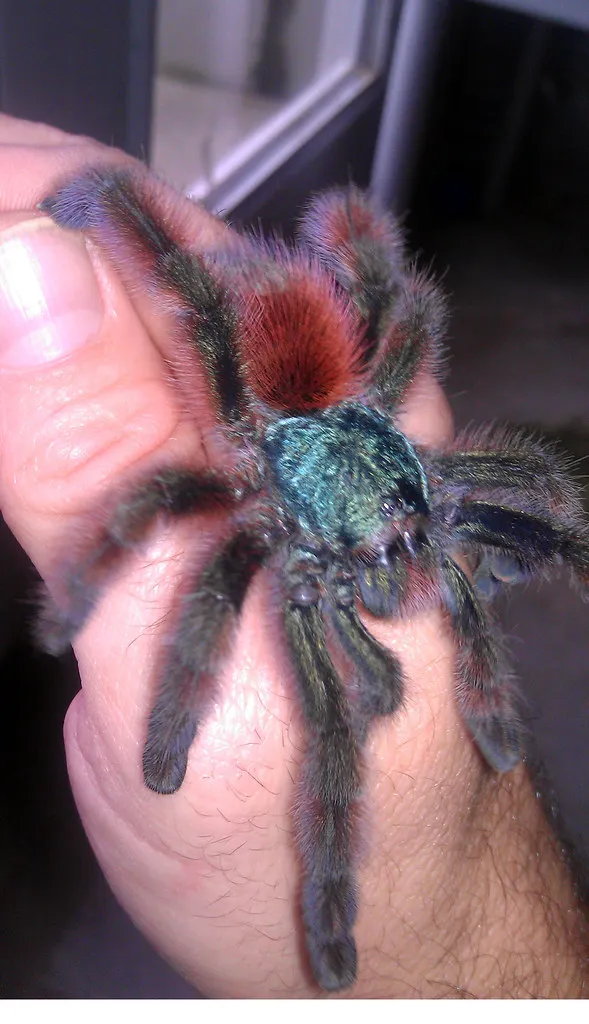 16726 versicolour tarantula coloration