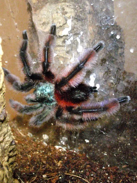 16726 versicolour tarantula enclosure