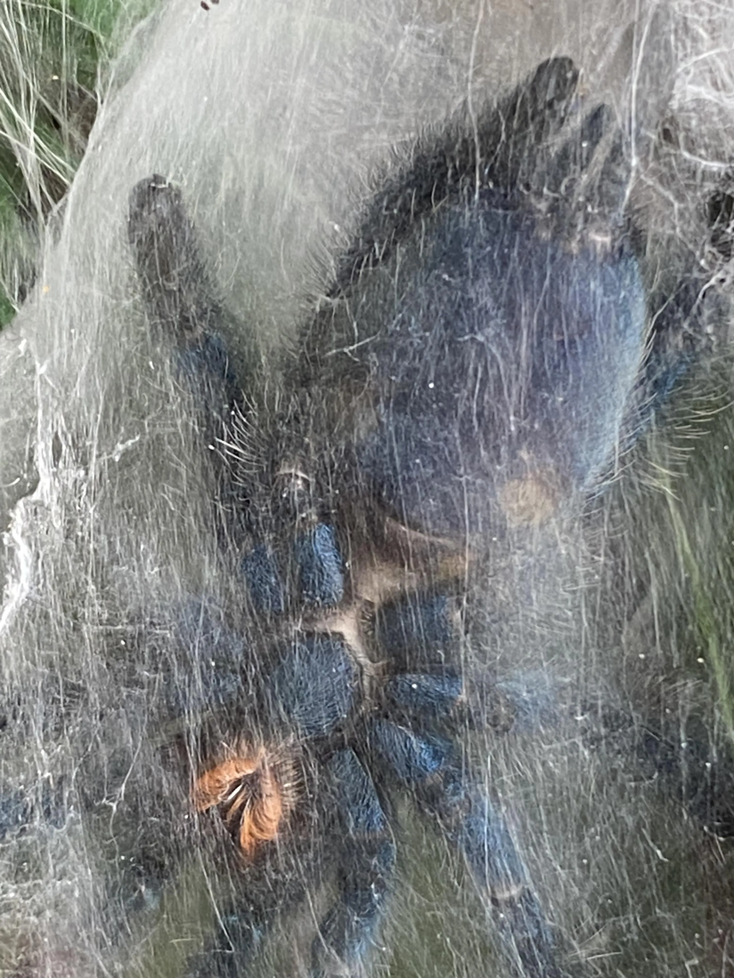 16726 versicolour tarantula feeding