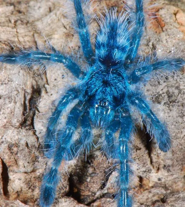 16726 versicolour tarantula habitat