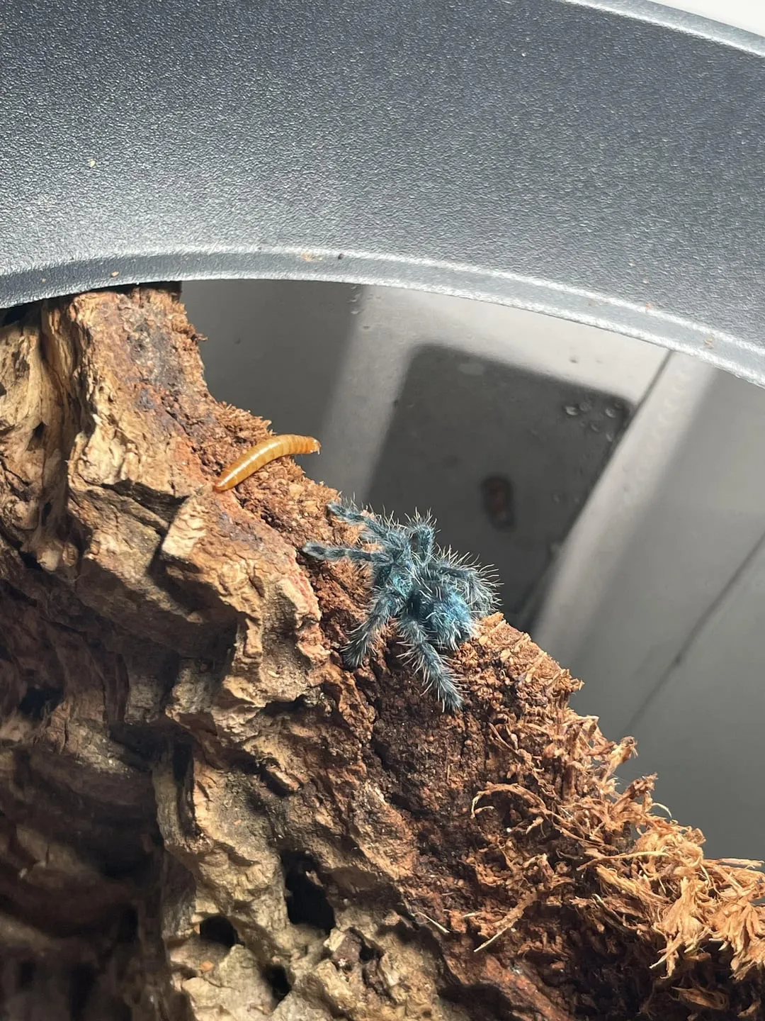 16726 versicolour tarantula handling