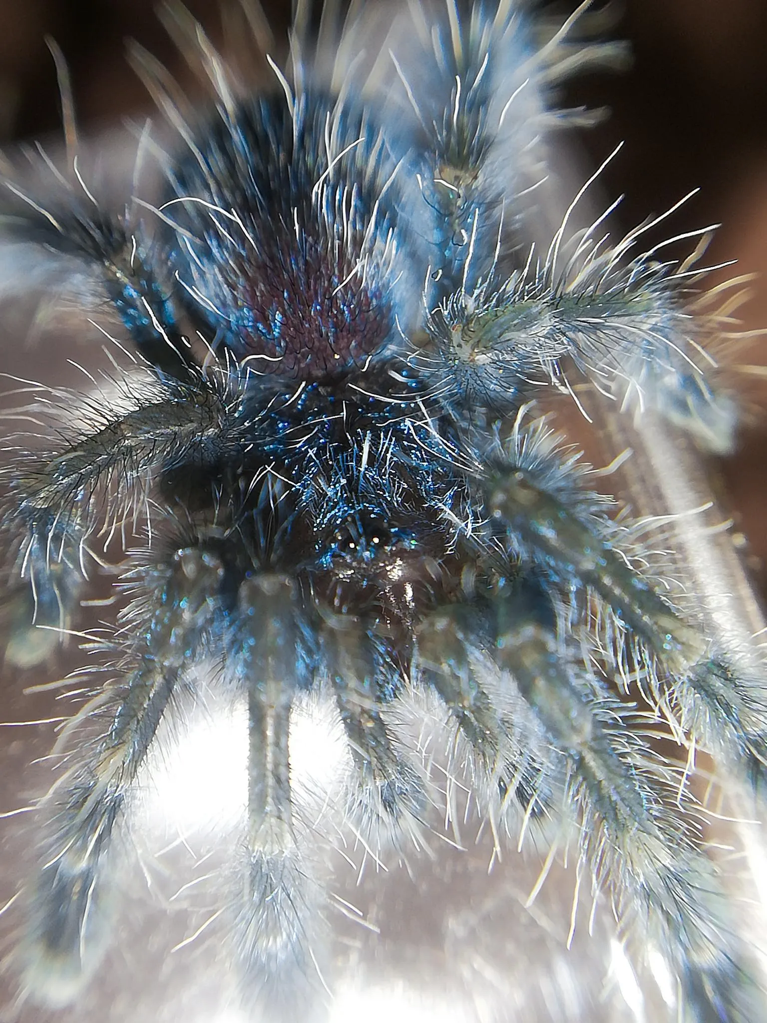 /img/16726-versicolour-tarantula-health.webp